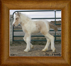 Northern Lights Optimus Prime ~ Taj ~ 2013 ~ The Cosmic Force x Sweet Cocoa Mare ~ KEEPER